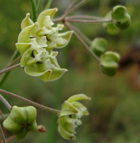 Asclepias praemorsa complex flowers
